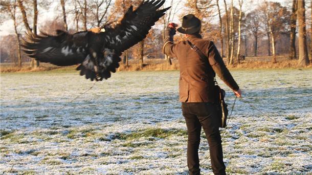 Steinadler „Lara“ mit elegantem Flug zurück auf die Faust von Falkner Robert Peters. Fotos: Bonath