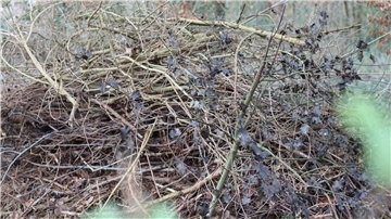 Störend oder ökologisch wertvoll? Asthaufen in einem Waldstück in Breddorf beschäftigen weiterhin den Bund für Umwelt- und Naturschutz (BUND) und die Untere Naturschutzbehörde des Landkreises.