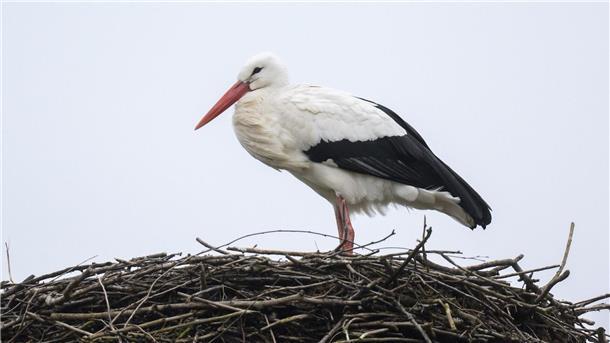 Storch Fridolin verweilt auf seinem Horst.