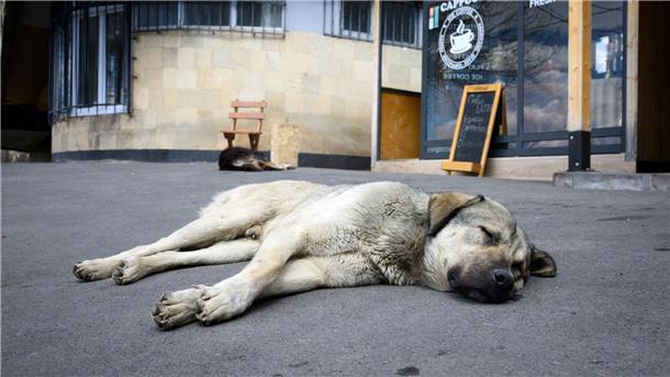 Import von Hunden - Wohnungsknast statt Straßenglück? Straßenhunde sind oft gar nicht so unglücklich und allein, wie viele hierzulande meinen. (Archivbild)
