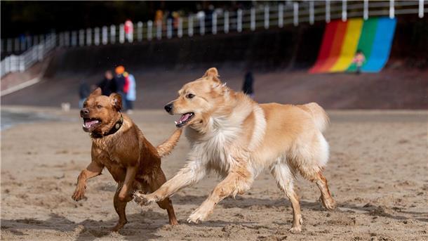 Bilder des Tages Stürmisches Wetter in Dangast: Bruno und Odie toben am Jadebusen.