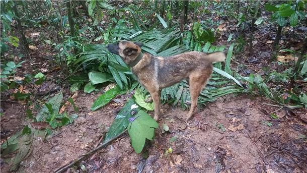 Suche nach Kindern im Dschungel geht weiter Suchhund Ulises hat einen behelfsmäßigen Unterschlupf gefunden, den die vermissten Kindern offenbar gebaut haben.