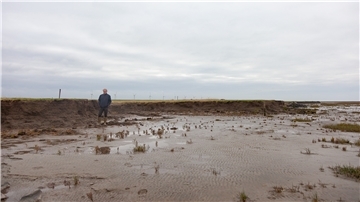 Uferkante in Dorum-Neufeld