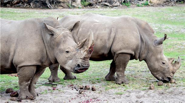Südliche Breitmaulnashörner (Foto) als Leihmütter: Das kurz vor dem Aussterben stehende Nördliche Breitmaulnashorn soll mit Unterstützung aus Niedersachsen gerettet werden.