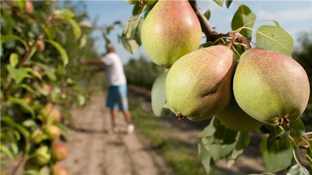 Süße Früchtchen: Dank ihres geringen Säureanteils sind Birnen oftmals besser bekömmlich als Äpfel oder Orangen. Und jetzt frisch vom Baum besonders lecker.