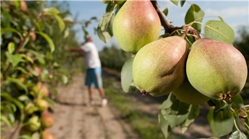 Süße Früchtchen: Dank ihres geringen Säureanteils sind Birnen oftmals besser bekömmlich als Äpfel oder Orangen. Und jetzt frisch vom Baum besonders lecker.