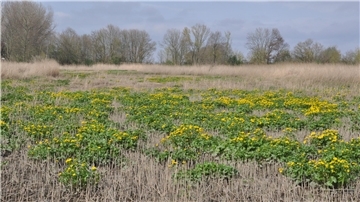 Sumpfdotterblumen auf der Kleinensieler Plate.