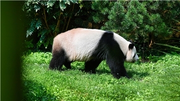SYMBOLBILD Forscher von der Universität Tübingen haben einen Vorläufer vom Panda im Allgäu entdeckt