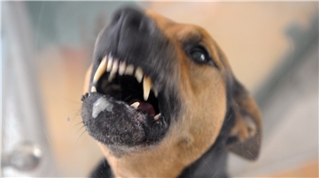 Symbolfoto: Ein Hund steht im Tierheim bellend in seiner Box und fletscht die Zähne.