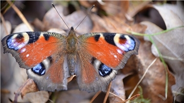 Ein Schmetterling ist auf Laub zu sehen.
