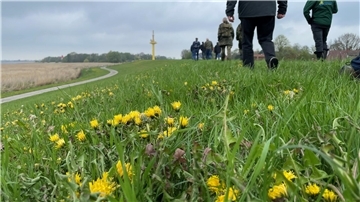 Löwenzahn auf einem Deich. Auf dem Deich gehen Menschen spazieren. Ein gelber Radarturm ist im Hintergrund zu sehen.