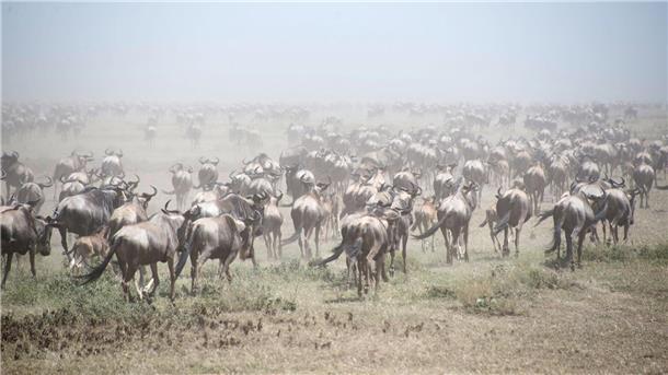 Tausende Gnus im Serengeti Park (Archivbild).