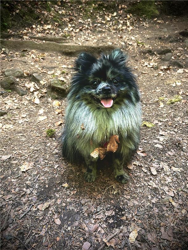 Thor aus Bremerhaven: Ganz nach dem Motto "Großer Name, kleiner Hund" zieht er j...