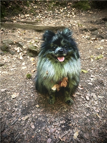 Thor aus Bremerhaven: Ganz nach dem Motto "Großer Name, kleiner Hund" zieht er j...