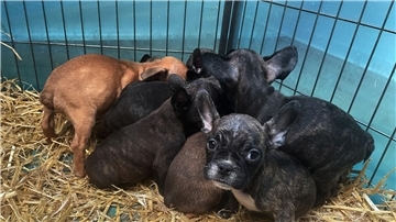 Tiere, die zum Verkauf angeboten oder zur Adoption freigegeben werden, sollten immer mit gültigem EU-Heimtierausweis an den neuen Besitzer übergeben werden.