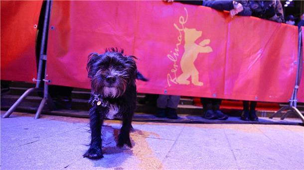 Bilder des Tages Tierischer Besuch auf der Berlinale: Dieser Hund wollte sich wohl auch einmal wie ein Star fühlen.