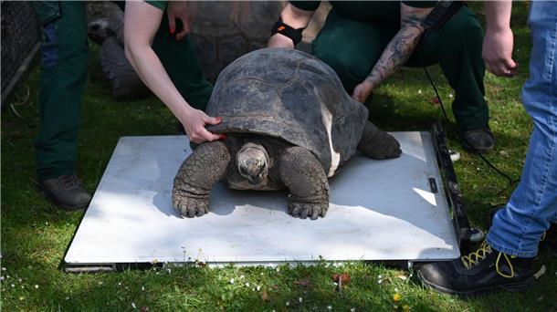Schildkröten auf der Waage Tierpfleger legen Riesenschildkröte Leopold auf eine Waage.