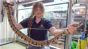 Tierpflegerin Lina vermisst eine Königspython.