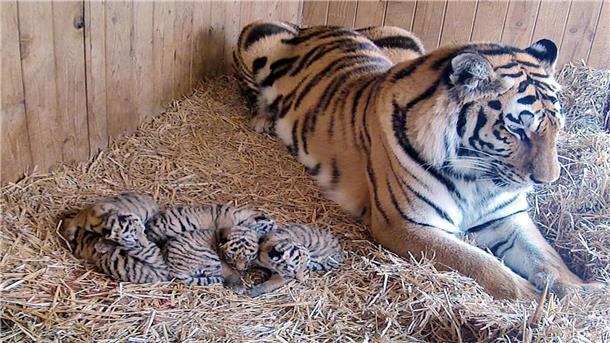 Seltenheit im Tiger-Gehege Tigermutter Stormi liegt neben ihren fünf kleinen Tigerbabys.