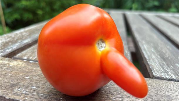 Wenn eine Tomate liebend gern Pinocchio wäre Tomate mit „Nase“