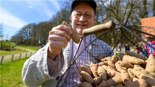Kartoffel des Jahres ist der „Angeliter Tannenzapfen“ Torsten Riebesel, Mitarbeiter im Freilichtmuseum am Kiekeberg, mit einem ganzen Korb voller „Angeliter Tannenzapfen“.