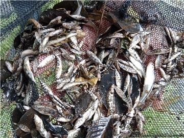 Tote Fische aus der Bade - gefangen mit einem Kescherzug.