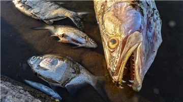 Tote Fische treiben im August im flachen Wasser der Oder.