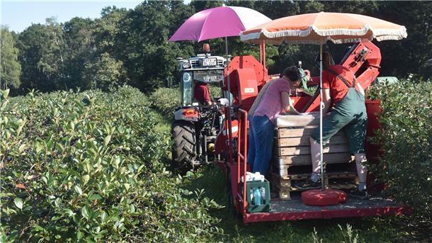 Menschen fahren auf einem Traktor mit und pflücken Aroniabeeren. 