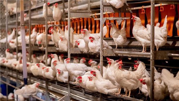 Eier sind knapp - aber für Verbraucher relativ günstig Trotz weltweit großer Nachfrage nach Eiern sind die Verbraucherpreise in Deutschland nur wenig gestiegen. (Archivfoto)