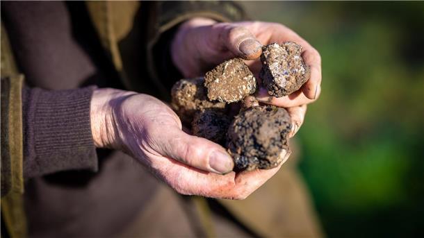 Sievers: Südniedersachsen soll Trüffelland werden Trüffelbauer Fabian Sievers hält auf seiner Trüffelplantage bei Alfeld geerntete Trüffel in seinen Händen.