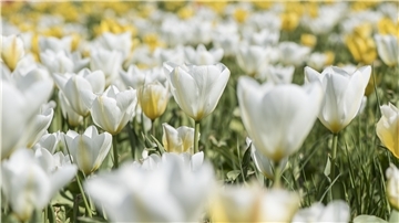 Tulpen sind Steppengeophyten. Ihre Zwiebeln sind der Überlebensgarant in heißen Sommermonaten.