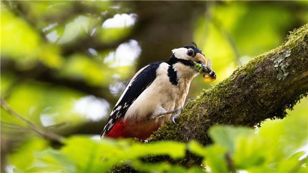 Nabu: Waldvögel erobern zunehmend Wohngebiete Typische Waldvögel, wie der Buntspecht, sind immer häufiger in Wohngebieten vorzufinden.