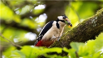 Typische Waldvögel, wie der Buntspecht, sind immer häufiger in Wohngebieten vorzufinden.