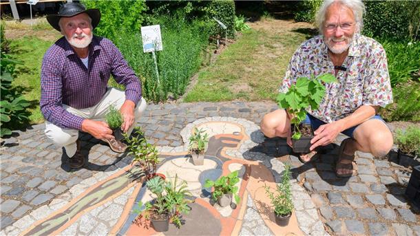 Udo Eilert vom Förderverein Apothekergarten (links) und Jörg Ledderbogen vom Schulbiologiezentrum kümmern sich um die Heilpflanzen.