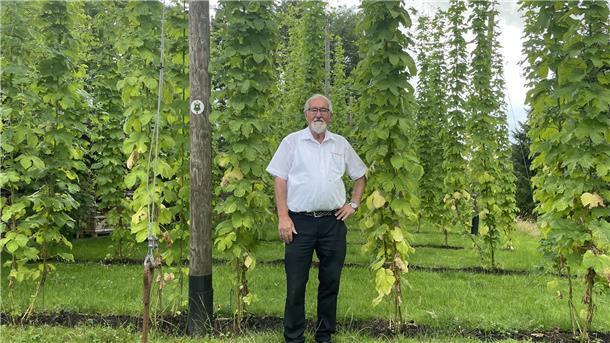 Mann vor Hopfenstangen