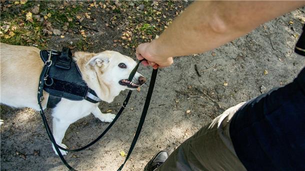 Ein Hund, der auf eine Leine beißt.