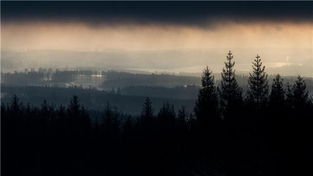 Bilder des Tages Über den Fichten im Harz ziehen dunkle Wolken auf.