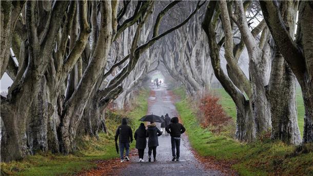 Sechs Buchen in „Game of Thrones“-Allee werden gefällt Über Jahrhunderte haben die knorrigen Buchen ihr einmaliges Aussehen entwickelt.