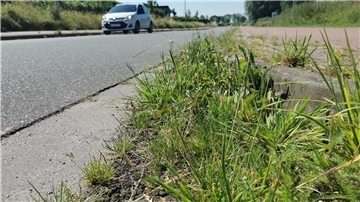 Unkraut und Gras wachsen aus einer Fuge.