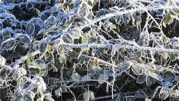 Überfrorene Blätter: Im Moment friert es überall in der Region.
