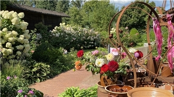 Üppige, weiß blühende Hortensien prägen das Gartenbild, wirkungsvoll von Blühendem begleitet, dessen Farbenpracht sich effektvoll vom Grün der Pflanzen und der Funkiensammlung abhebt.