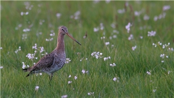 Ein Vogel auf einer Wiese