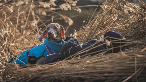 Ein Rettungshund liegt im hohen Gras.