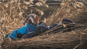 Ein Rettungshund liegt im hohen Gras.