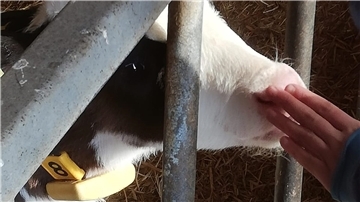 Um Aufklärung zu betreiben, hat das Landvolk Niedersachsen, Kreisverband Bremervörde e.V., mit BAUER e.V. und LANDWIRT e.V. zwei Fördervereine ins Leben gerufen, die Besuchergruppe auf ihre Höfe einladen und über die moderne Landwirtschaft aufklären.