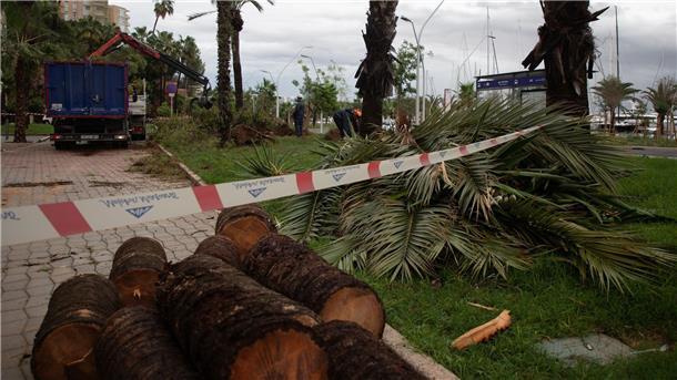 Sturm und Regen sorgen für Chaos auf Mallorca Umgestürzte Bäume liegen an der Strandpromenade von Palma.