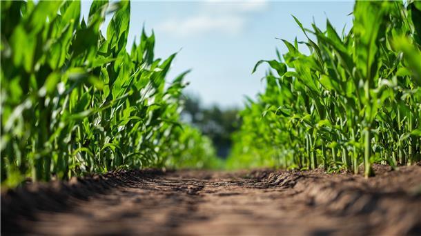 Umstritten: Für die Bauern ist der Mais eine Superpflanze, weil er dafür sorgt, dass die Kühe so viel Milch geben. Bürgern und Umweltschützern sind die Monokulturen ein Dorn im Auge.