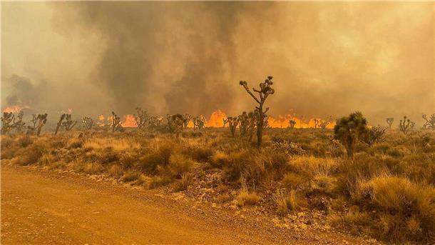 Umweltschützer und Behörden befürchten schwere Schäden für die Vegetation im Südosten Kaliforniens.
