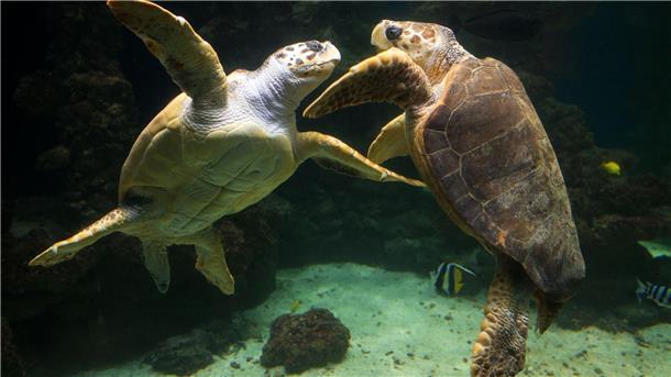 Unechte Karettschildkröten leben in fast allen gemäßigten und subtropischen Regionen des Atlantiks, Pazifiks und Indischen Ozeans sowie im Mittelmeer. (Archivbild)