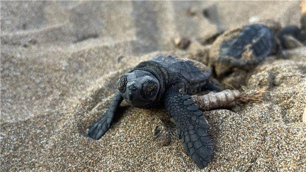 Unechte Karettschildkröten machen sich nach dem Schlüpfen auf den Weg zum Meer.